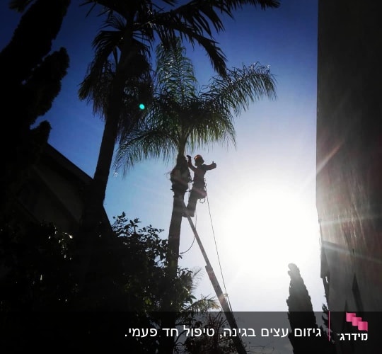 אדם גוזם עץ דקל עם ציוד בטיחות